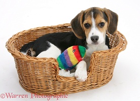 Beagle pup in a basket
