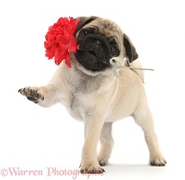 Fawn Pug pup and carnation