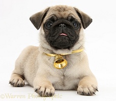 Fawn Pug pup wearing a bell