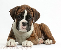 Boxer puppy, 8 weeks old, lying with head up