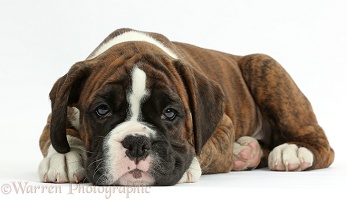 Boxer puppy, 8 weeks old, lying with chin on the floor