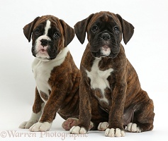 Two Boxer puppies, 8 weeks old