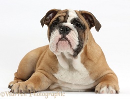 Bulldog puppy, 12 weeks old, lying with head up