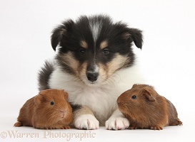 Tricolour Rough Collie puppy and baby red Guinea pigs
