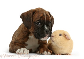 Boxer puppy and yellow Guinea pig