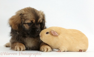Tibetan Spaniel dog puppy and Guinea pig