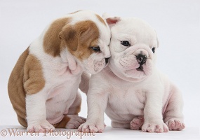 White and brown-and-white Bulldog puppies, 5 weeks old