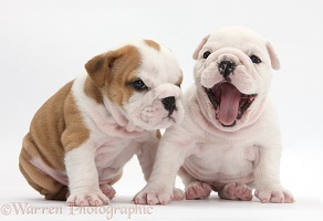White and brown-and-white Bulldog puppies, 5 weeks old