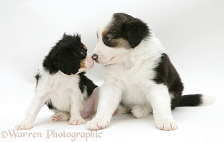 Cavalier and Border Collie pups