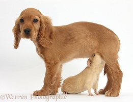 Golden Cocker Spaniel puppy and yellow Guinea pig