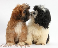 Brown and black-and-white Shih-tzu puppies kissing