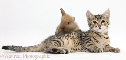 Tabby kitten with baby rabbit