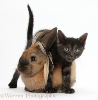 Black kitten and Lionhead-cross rabbit