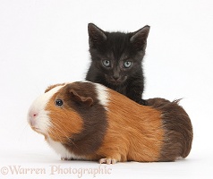 Black kitten and tricolour Guinea pig