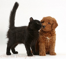 Cute red F1b Goldendoodle pup and black kitten