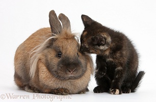 Black-tortoiseshell kitten and Lionhead-cross rabbit