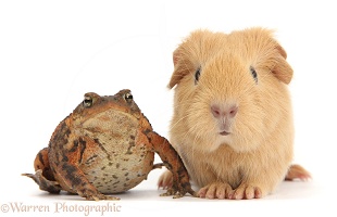 Common Toad and baby Guinea pig