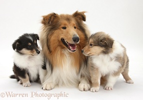 Rough Collie dog and puppies