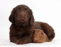 Flatcoated Retriever puppy and baby Guinea pig
