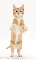 Ginger kitten standing with paws raised