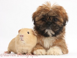 Brown Shih-tzu pup and yellow Guinea pig