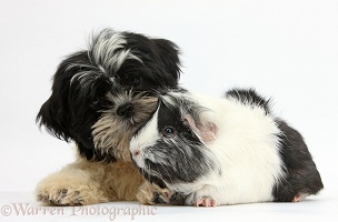 Black-and-white Shih-tzu pup and Guinea pig