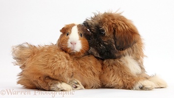 Brown Shih-tzu pup and tricolour Guinea pig
