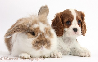 Blenheim Cavalier pup and rabbit