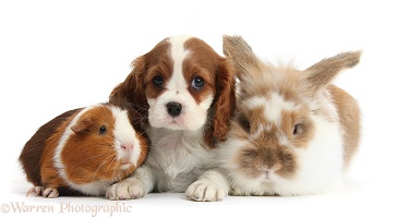 Blenheim Cavalier pup with rabbit and Guinea pig