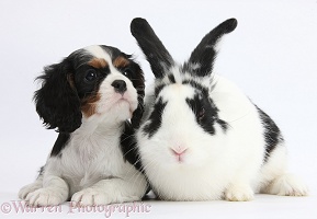 Black-and-white rabbit with Cavalier pup