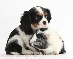 Guinea pig with Cavalier pup