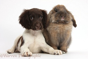 Chocolate-and-white Cocker Spaniel puppy and rabbit