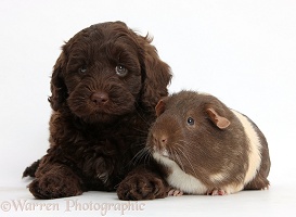 Cute chocolate Toy Goldendoodle puppy and Guinea pig
