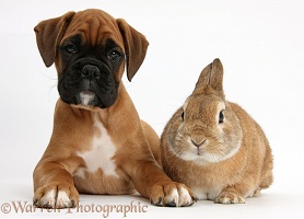 Boxer puppy and rabbit
