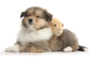 Sable Rough Collie puppy and yellow Guinea pig