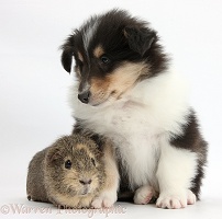 Tricolour Rough Collie puppy and Guinea pig