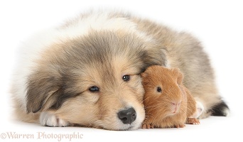 Sable Rough Collie puppy and baby red Guinea pig