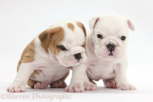 White and brown-and-white Bulldog puppies, 5 weeks old