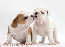 White and brown-and-white Bulldog puppies, kissing