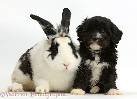 Black-and-white Cavapoo pup and rabbit
