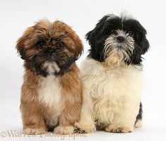 Brown and black-and-white Shih-tzu puppies