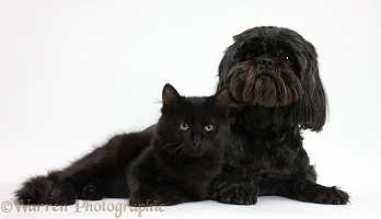 Black Shih-tzu pup and black Maine Coon kitten