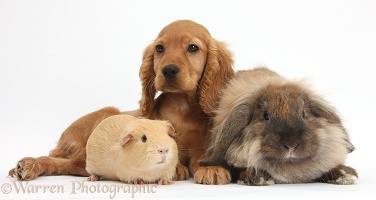 Cute Cocker Spaniel puppy with Guinea pig and rabbit