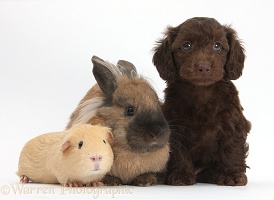 Daxiedoodle puppy with Guinea pig and rabbit