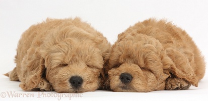 Cute sleeping F1b Goldendoodle puppies