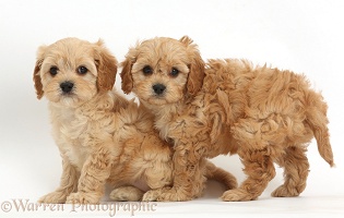 Two cute Cavapoo puppies