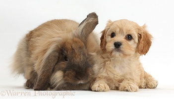 Cute Cavapoo pup and rabbit