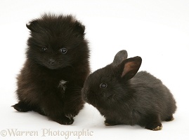 Black Pomeranian pup and black baby rabbit