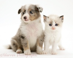 Birman-cross kitten with Sheltie pup