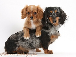 Ruby Cavalier pup and Dachshund